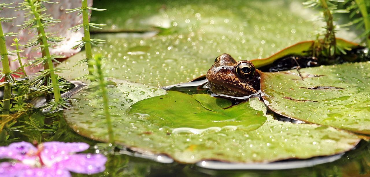 Frösche im Gartenteich