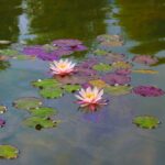 Wasserlilien im Teich im Garten