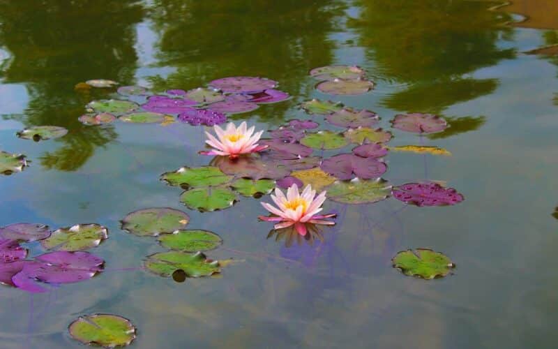 Wasserlilien im Teich im Garten