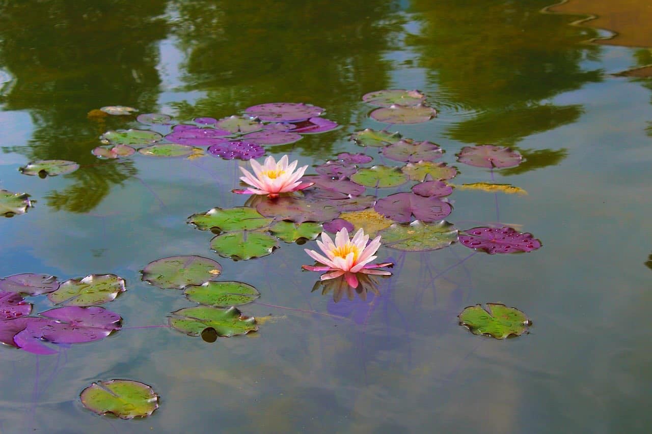 Gartenteich wie legt man ihn an? Heimwerkentipps.de